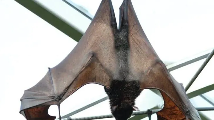 Bulmer's Fruit Bat