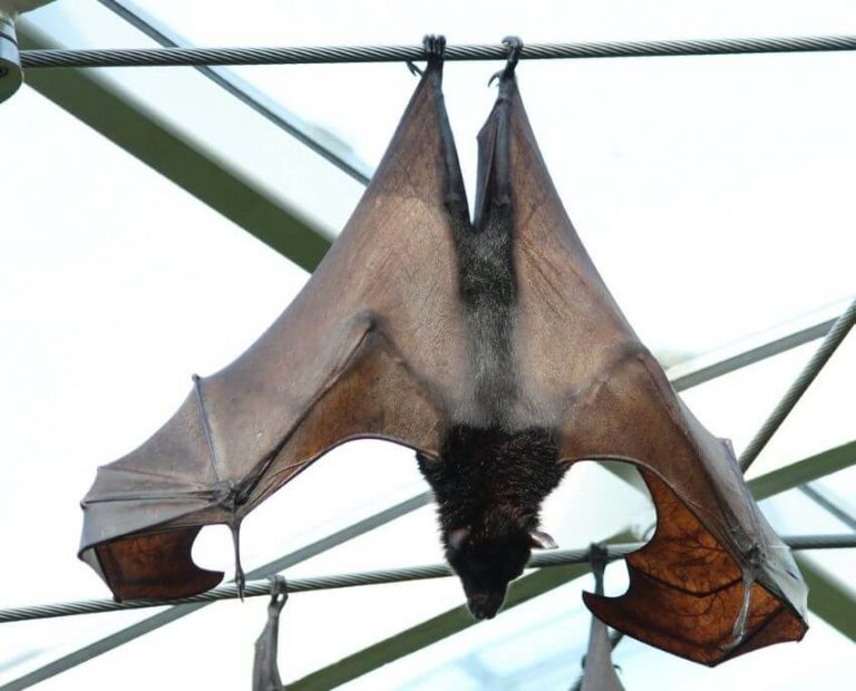 Bulmer's Fruit Bat Why is it Endangered?