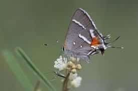 Butterfly, Bartram's Hairstreak
