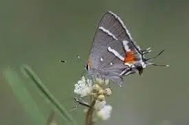 Butterfly, Bartram's Hairstreak