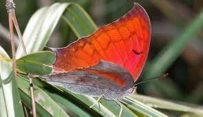 Butterfly, Florida Leafwing