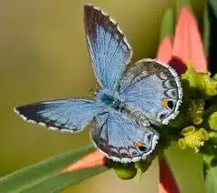 Butterfly, Miami Blue