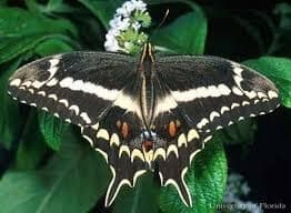 Butterfly, Schaus Swallowtail