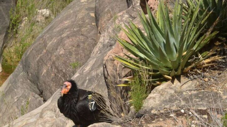 California Condor