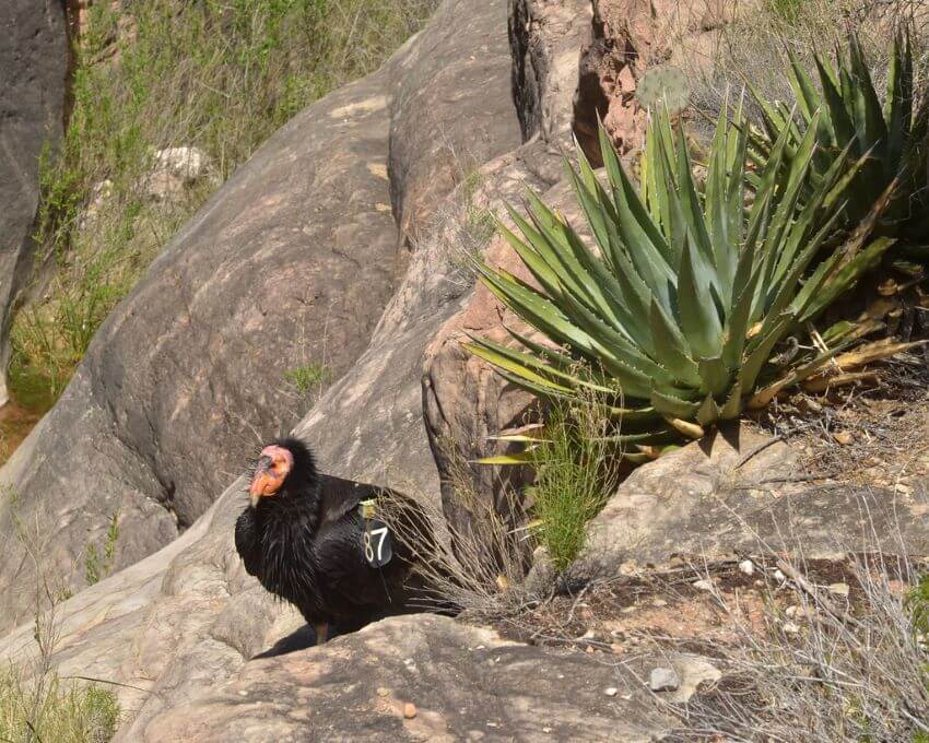 California Condor