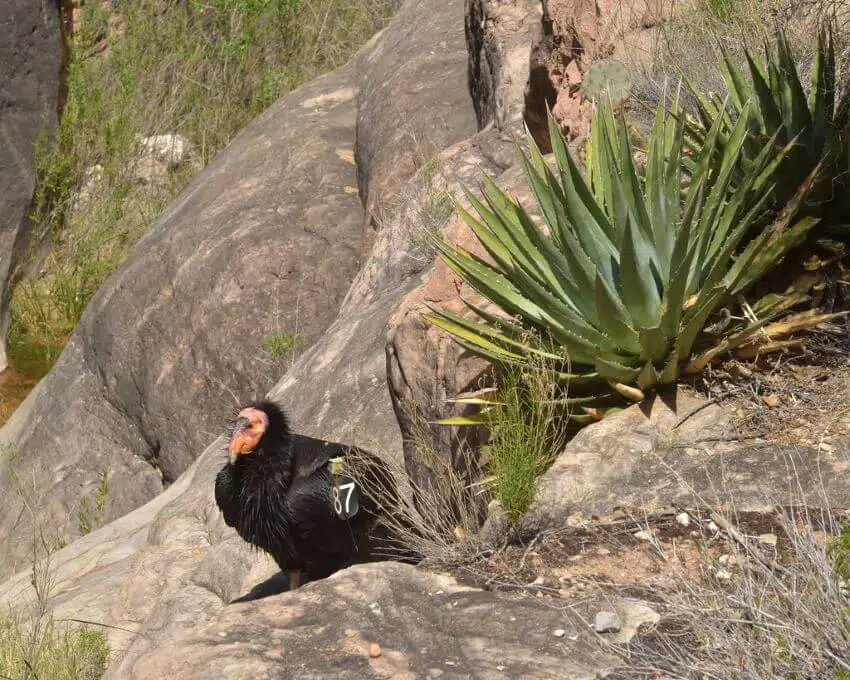 California Condor: Why Is It Endangered?
