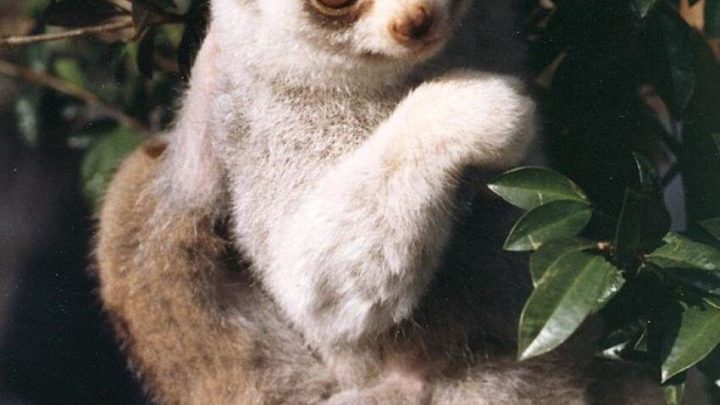 Bengal Slow Loris Clinging on a Tree