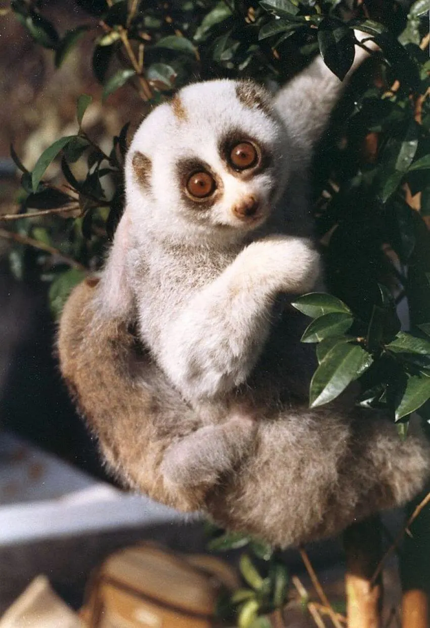 Bengal Slow Loris Clinging on a Tree