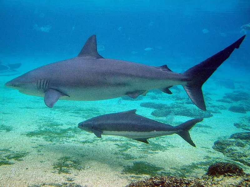 Dusky Shark: Is This Animal Endangered? 3 Dusky Sharks in an aquarium