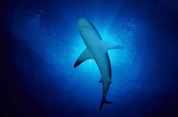 Caribbean Reef Shark