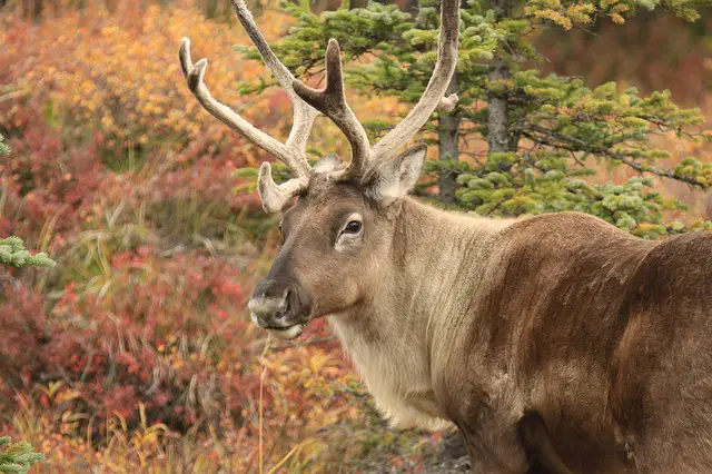 10 Different Types of Deer Around the World 4 Caribou