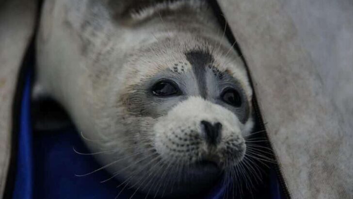 Caspian Seal