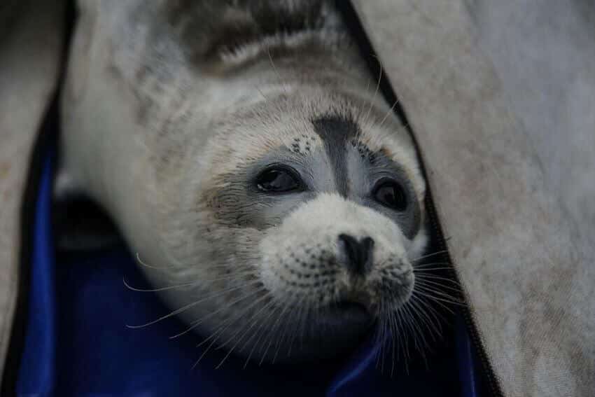 Caspian Seal