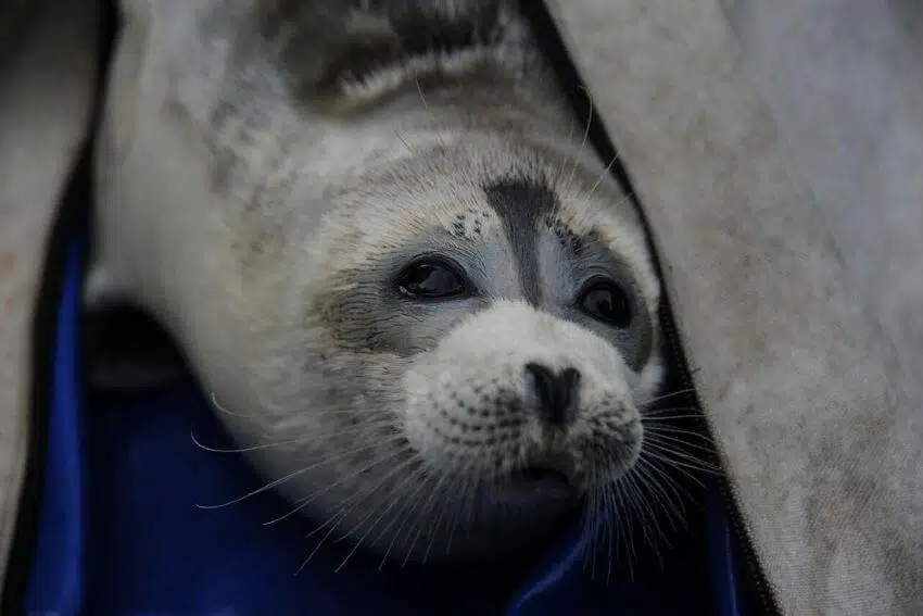 Caspian Seal: Why Is It Endangered? 1 Caspian Seal
