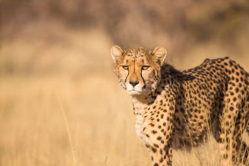 The Ann van Dyk Cheetah Centre: Review & What to Know