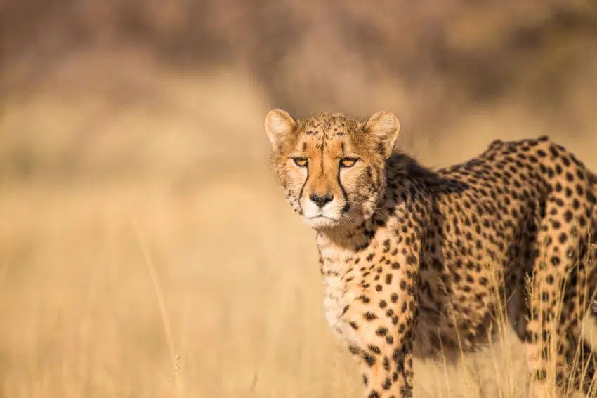 Cheetah: Is This Animal Endangered? 15 The Ann van Dyk Cheetah Centre