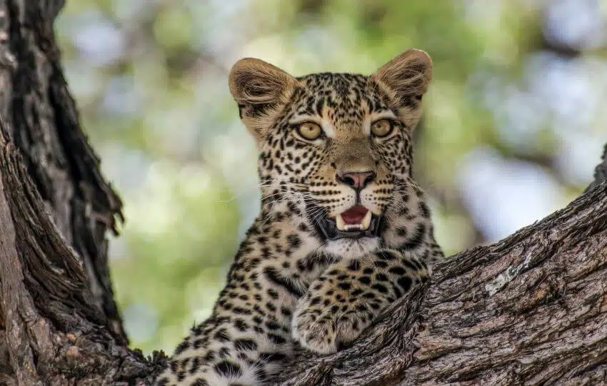 Leopard on a tree branch in the wild