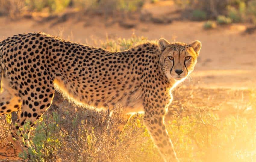 A cheetah walking in the wilderness