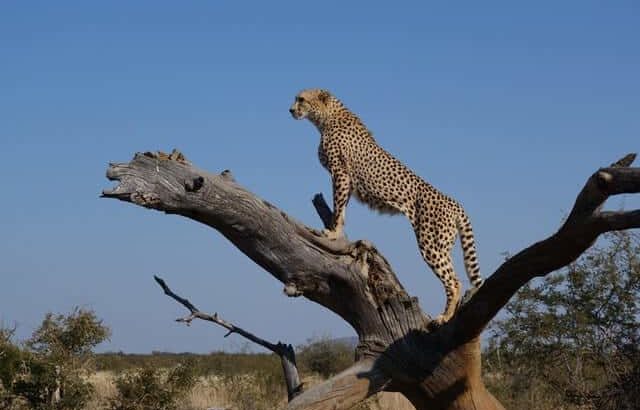 Cheetah standing on a tree log