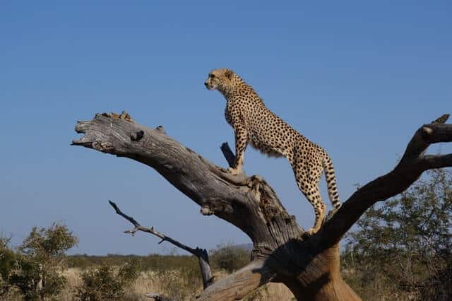 Cheetah: Is This Animal Endangered?