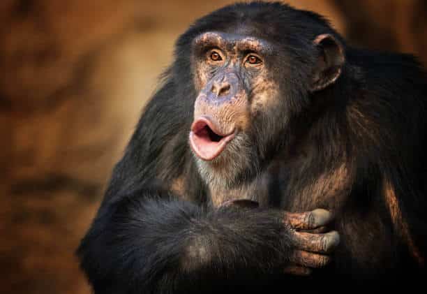 12 Types of Monkeys from Around the World