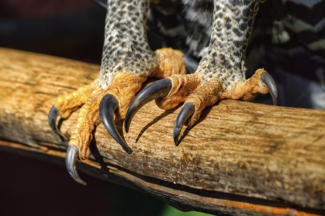 Close-up of the crowned eagle's talons