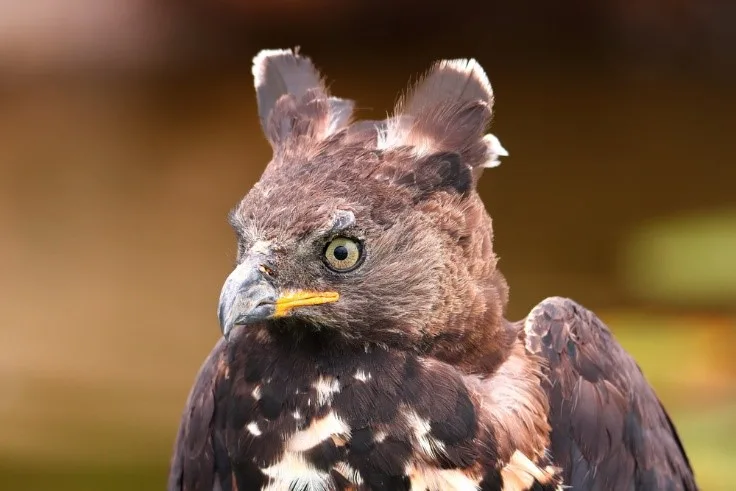 Crowned eagle