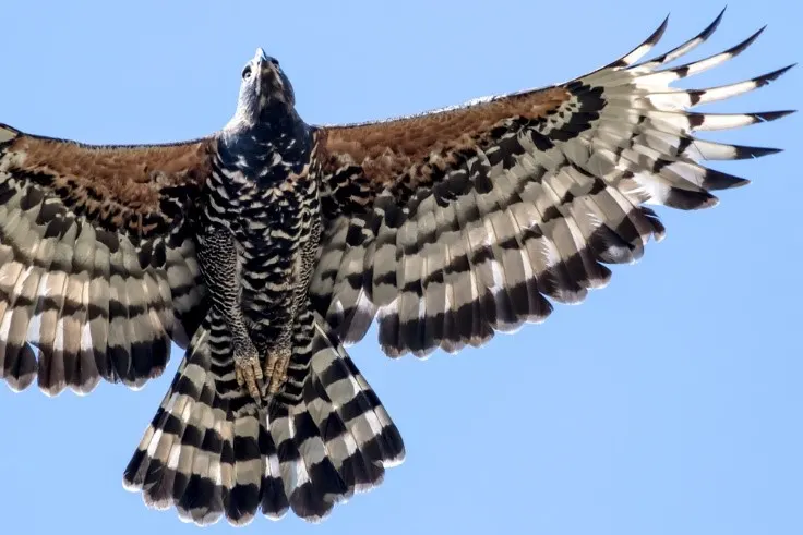 Crowned eagle in flight