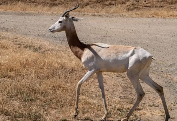 Dama Gazelle