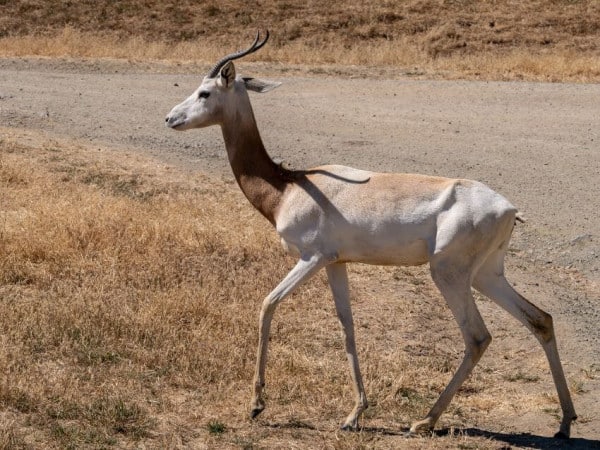 Dama Gazelle: Why Is It Endangered?