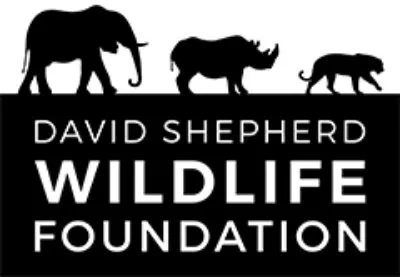 African Elephant: Is This Species Endangered? 11 David Shepherd Wildlife Foundation Logo