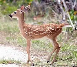 Deer, Key