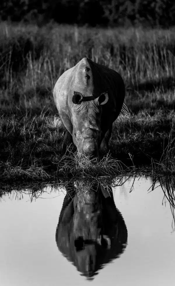 Rhino Poaching 1 Dehorned Rhino