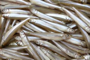 Delta Smelt