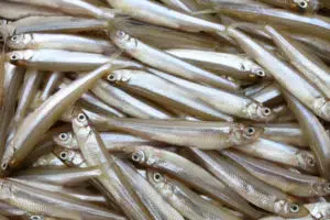 Endangered Species in California You Need to Know 2 Delta Smelt