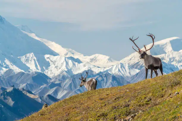 Top 15 World's Largest National Parks You Won't Believe Exist 3 Denali National Park and Preserve