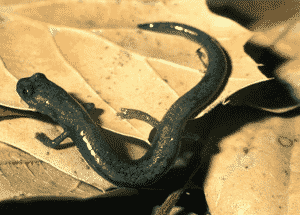 Desert Slender Salamander