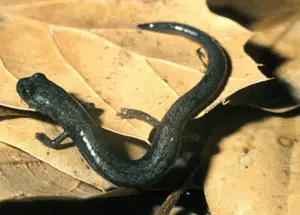 Desert Slender Salamander