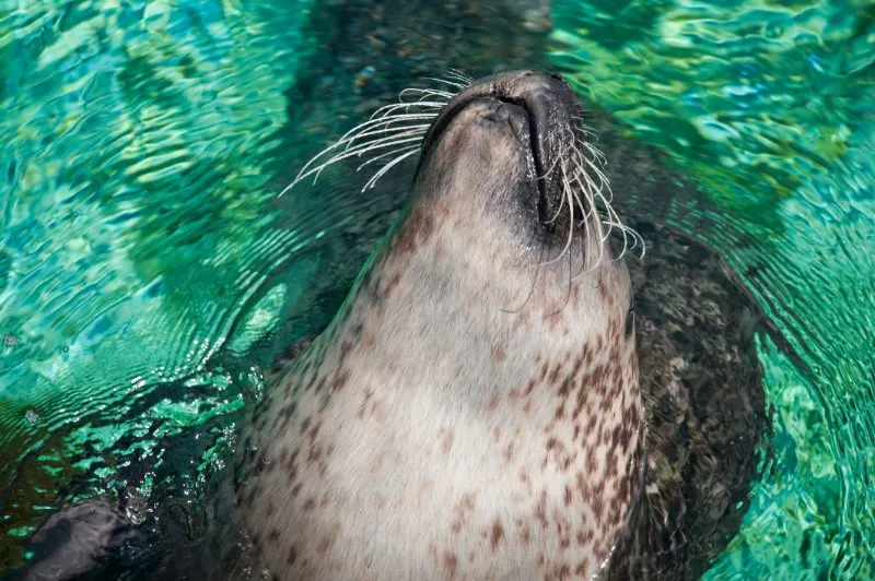 Monk seal looking up to the sky