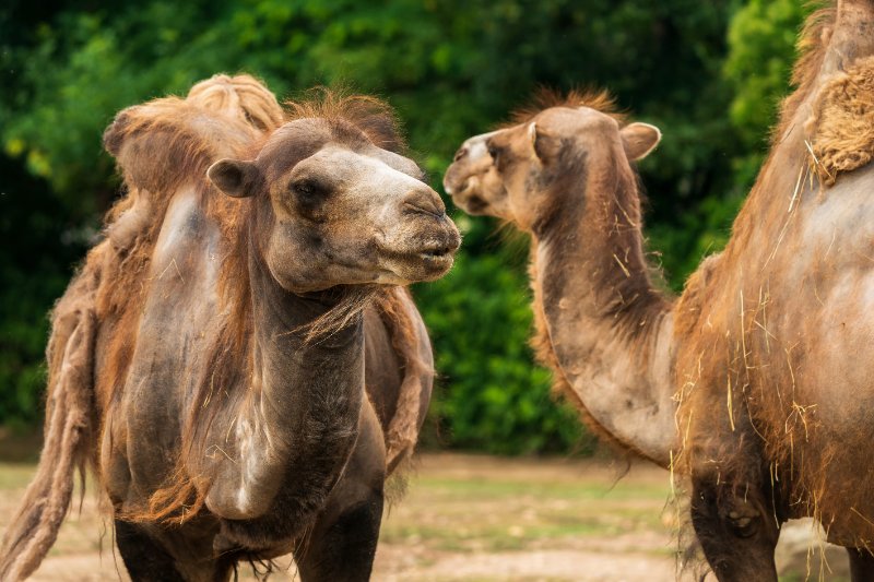 Bactrian Camels facing each other 