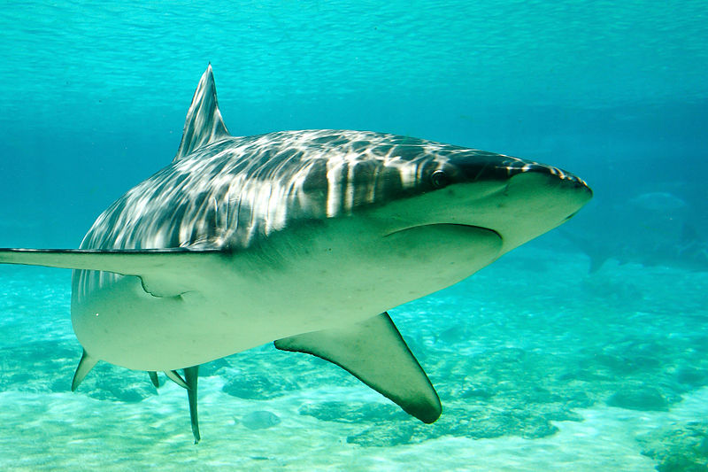 Dusky Whaler Shark underwater