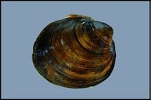 Ebonyshell, Round
