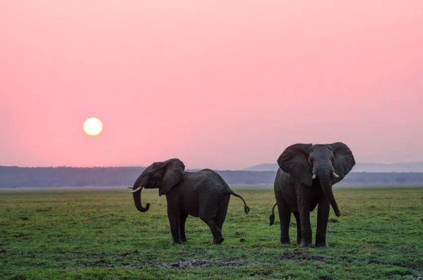 Audrey Raubenheimer 1 Elephants | Aubrey Raubenheimer