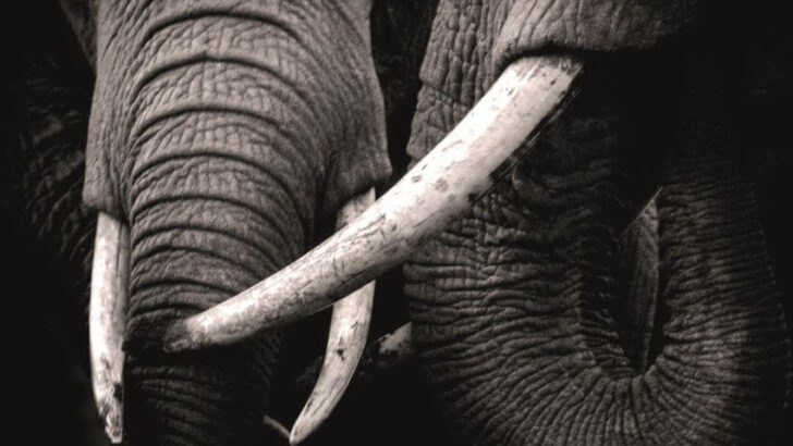 Elephant Tusk