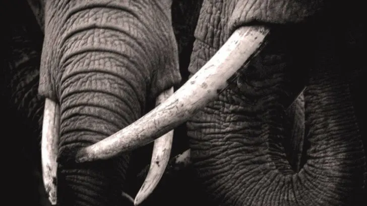 Elephant Tusk