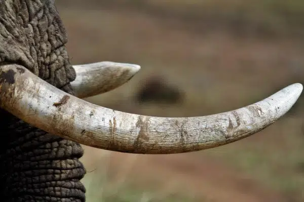 Elephant Poaching and Ivory Trade