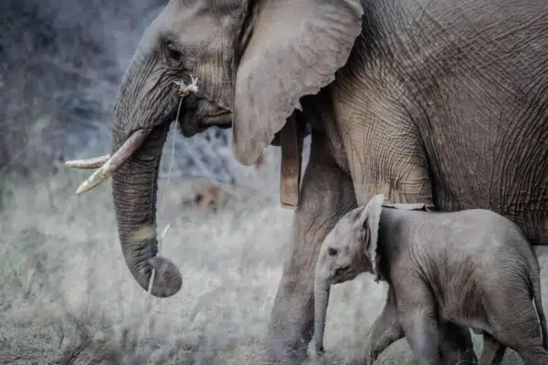Elephant Poaching & The Ivory Trade 3 Elephants