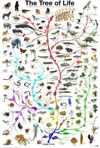 Evolution The Tree of Life Novelty Biology Science Poster