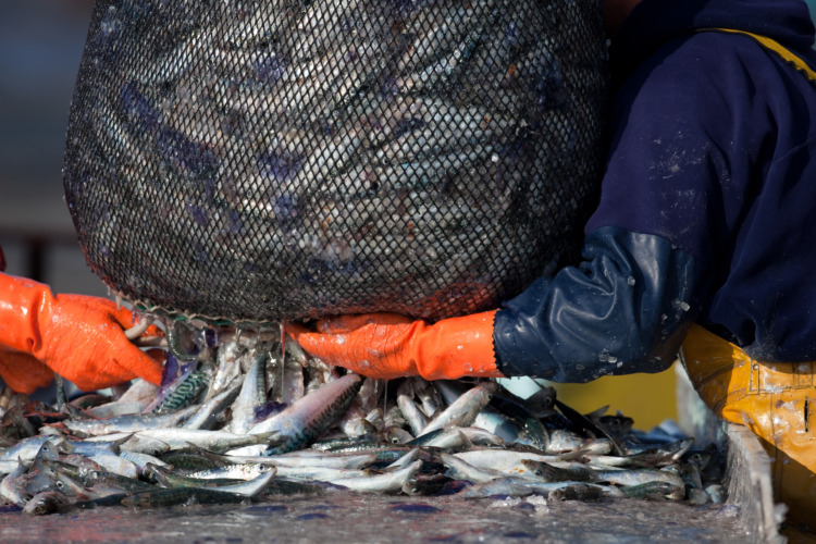 Freshly catched fishes