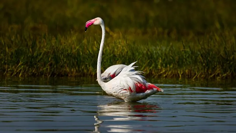 Flamingo on a swamp